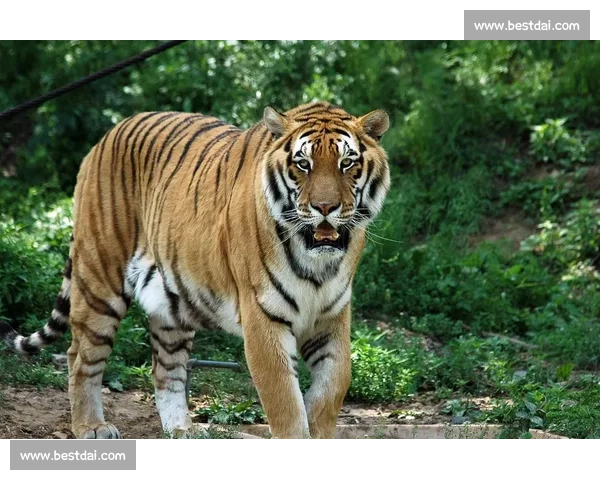 美洲虎与老虎的实力对比 谁才是真正的丛林之王
